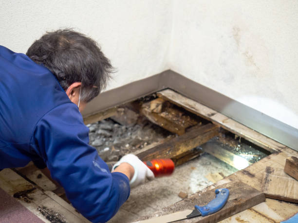 Best Mold Removal Near Me  in Sierra Ridge, CO