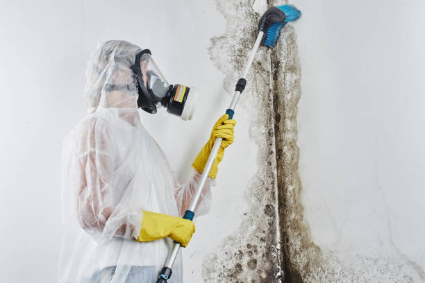 Mold Removal Process in Sierra Ridge, CO