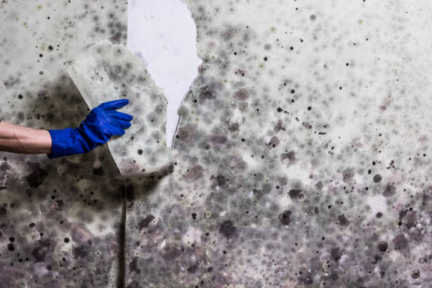 Best Professional Mold Removal  in Sierra Ridge, CO