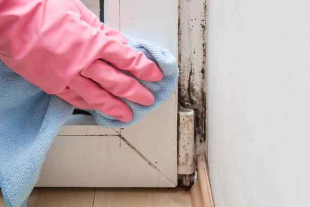 Best Certified Mold Removal  in Sierra Ridge, CO
