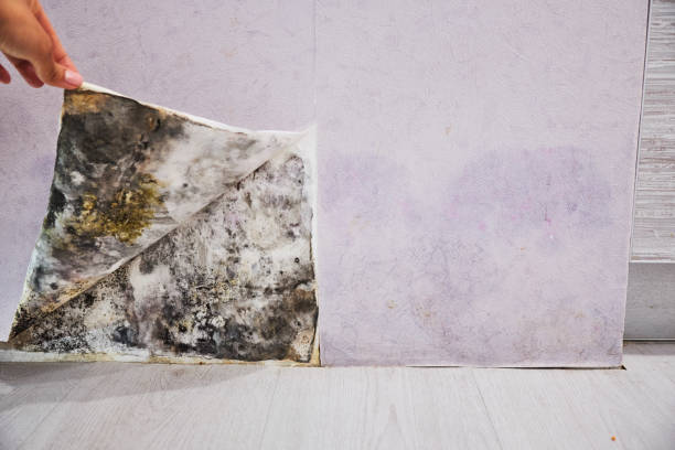 Best Water Damage Restoration  in Sierra Ridge, CO